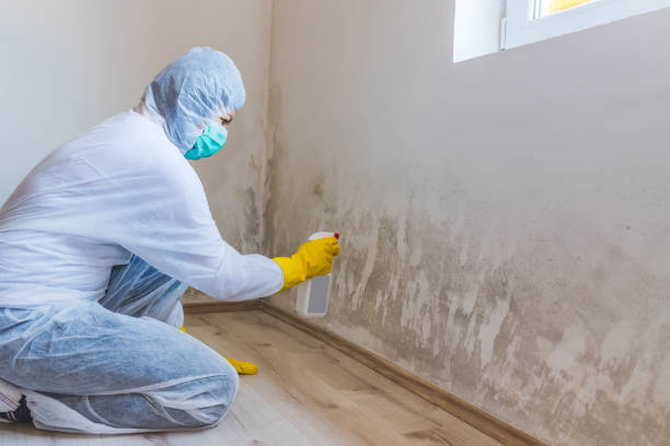 Professional mold removal team in Bloxom